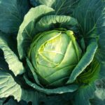 Is Cabbage Good for Weight Loss?