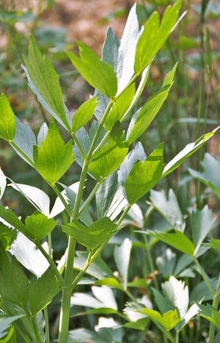 A close-up photo of fresh green lovage leaves growing in a garden. The plant's tall stems and lush foliage resemble celery, highlighting its vibrant and healthy appearance