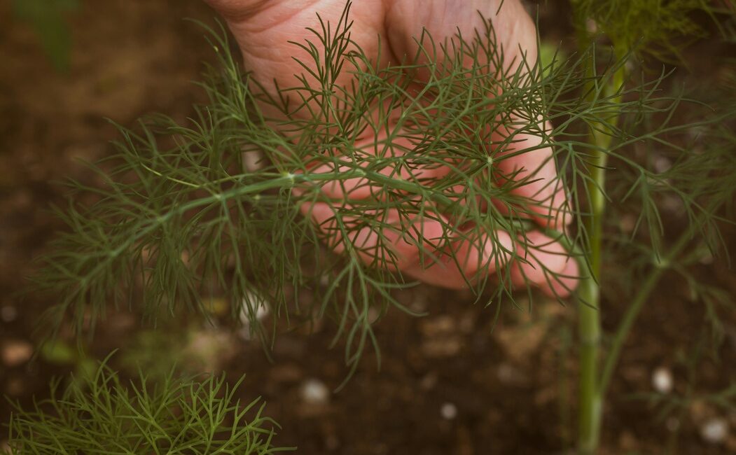 Fennel Plant with a human hand