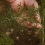 Fennel Plant with a human hand