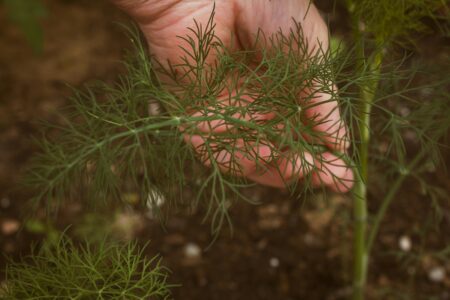 Fennel Plant with a human hand