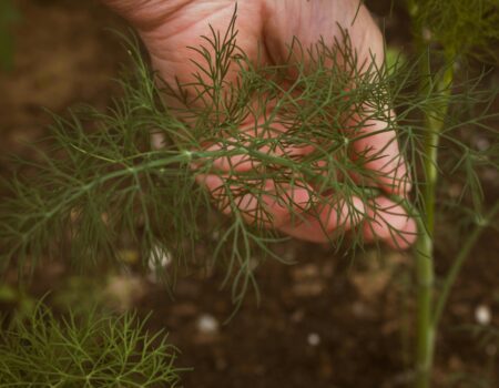 Fennel Plant with a human hand