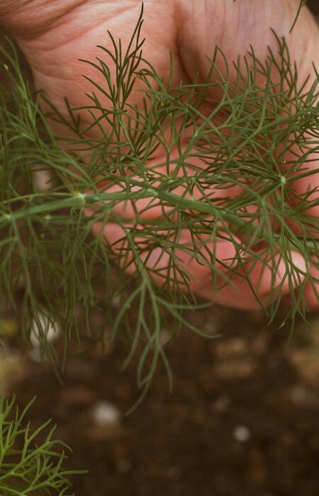 Fennel Plant with a human hand